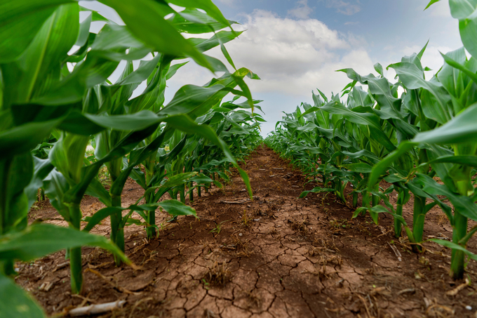 Corn plantings continue around the state and many fields are emerged and progressing, but many producers are switching from corn due to drought conditions. Texas A&M AgriLife photo by Laura McKenzie.