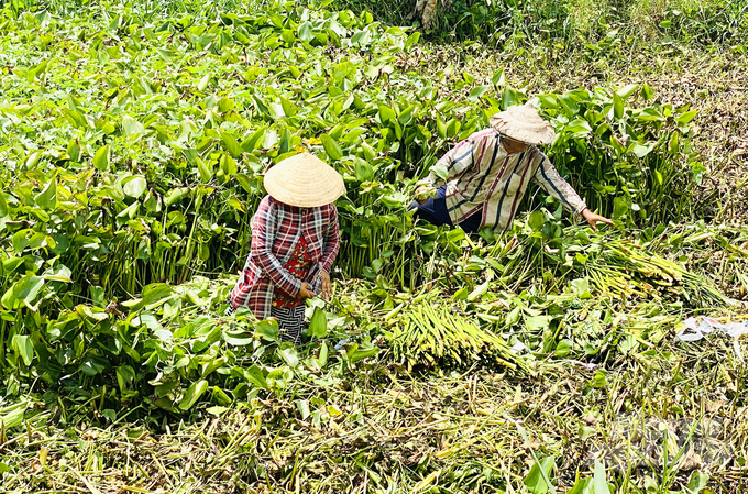 Lục bình là nguồn hữu cơ rất dồi dào ở các tỉnh ĐBSCL. Ảnh: Lê Hoàng Vũ.