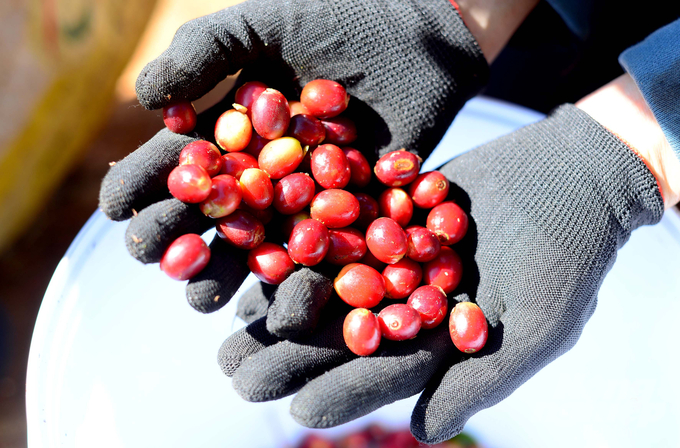 Xuất khẩu cà phê năm 2023 tiếp tục vượt mốc 4 tỷ USD.