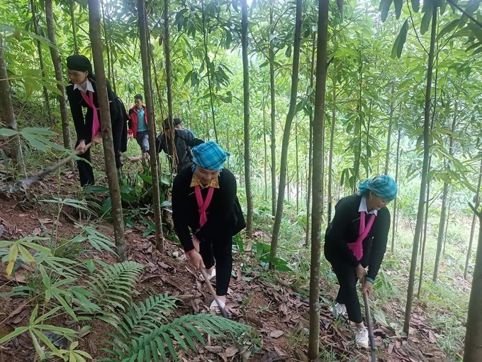 Nông dân xã Nậm Lúc (huyện Bắc Hà) giúp nhau chăm sóc cây quế hữu cơ. Ảnh: Lưu Hòa.