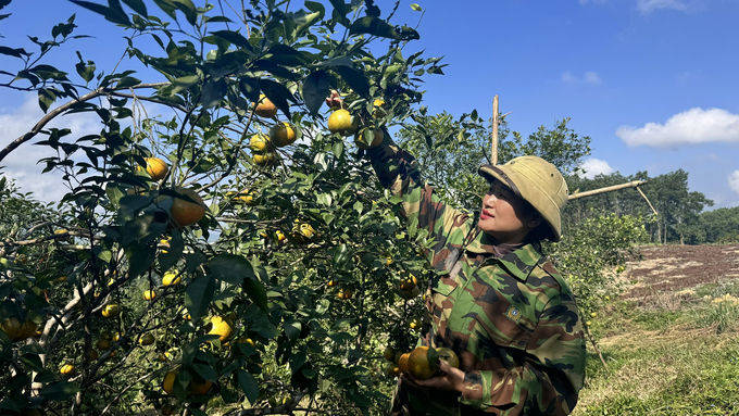 Hiện nay, các nhà vườn trồng cam bù ở huyện miền núi Hương Sơn đã chú trọng canh tác theo hướng hữu cơ, chất lượng quả theo đó được nâng cao. Ảnh: Ánh Nguyệt.