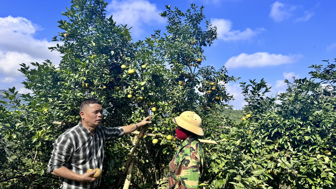 Theo đánh giá của các nhà vườn, năng suất cam bù năm nay không cao nhưng bù lại chất lượng, mẫu mã ngày càng được cải thiện. Ảnh: Ánh Nguyệt.