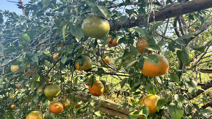 Qủa to và sai trĩu nên các nhà vườn phải chằng chống cho cây cam để quả không bị sà xuống đất làm giảm chất lượng, mẫu mã. Ảnh: Ánh Nguyệt.