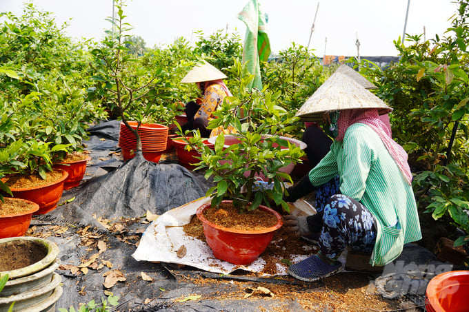 Nông dân đang vào chậu những cây mai nhỏ để phục vụ thị trường Tết. Ảnh: Nguyễn Thủy.