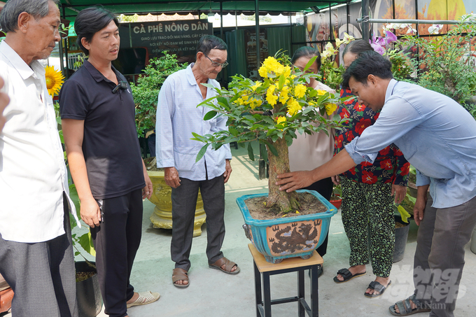 Nông dân xã Bình Lợi đang chiêm ngưỡng cây mai siêu bông. Ảnh: Nguyễn Thủy.