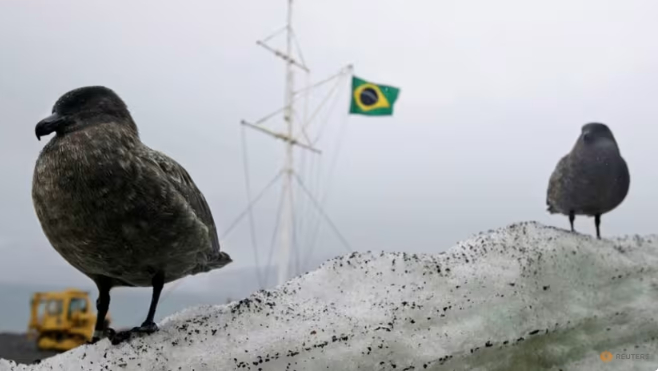 A pair of Petrels are seen in front of the Commandante Ferraz Brazilian Antarctic Station on the Antarctic continent on Nov 25, 2008. 