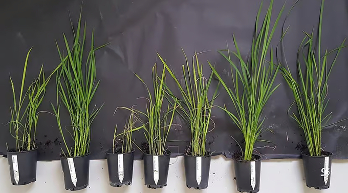 Various rice plants, both control plants and mutants, between three and four weeks after inoculation. Photo: IRD / Laurence Albar