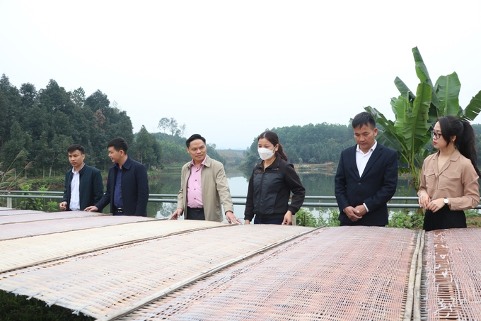 Làng nghề sản xuất miến đao đang dần hình thành ở xã Quy Mông, huyện Trấn Yên. Ảnh: Thanh Tiến.