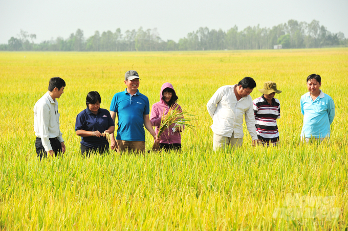 Dự án TRVC tạo động lực để thu hút các doanh nghiệp trong chuỗi giá trị lúa gạo tham gia liên kết sản xuất lúa bền vững ở ĐBSCL nhằm giảm phát thải khí nhà kính trên quy mô lớn. Ảnh: Lê Hoàng Vũ.
