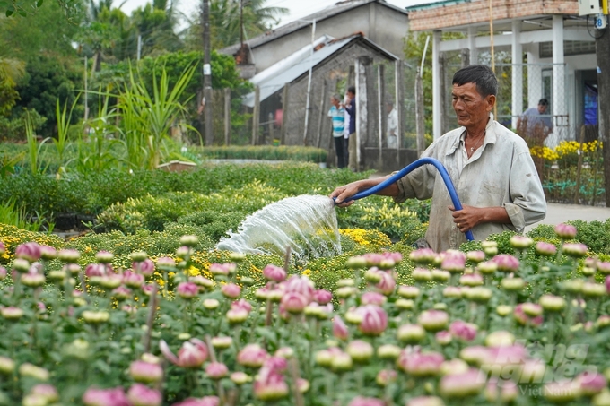 Nông dân TP Cần Thơ đang tất bất vào vụ trồng hoa để phục vụ cho thị trường Tết Nguyên đán Giáp Thìn 2024. Ảnh: Kim Anh.