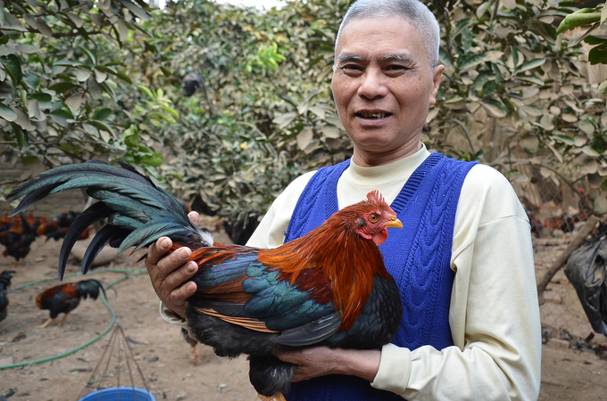 Niềm vui của một chủ hộ nuôi gà Mía phục vụ Tết. Ảnh: Dương Đình Tường.