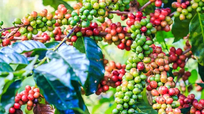 Cập nhật giá cà phê trong nước và thế giới mới nhất ngày 16/1/2024