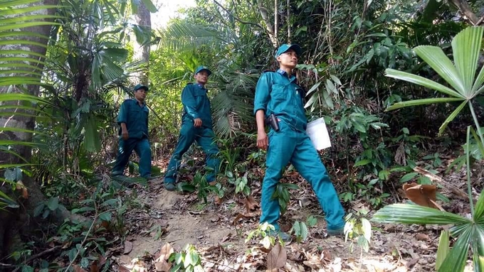 Những ngày này lực lượng bảo vệ rừng của Công ty TNHH MTV Lâm nghiệp Trầm Hương không một chút lơ là. Ảnh: KS.