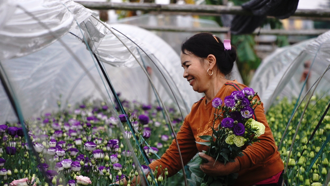 Vườn hoa của bà Nguyễn Thị Hà phải thu hoạch trước Tết. Ảnh: Hùng Khang.