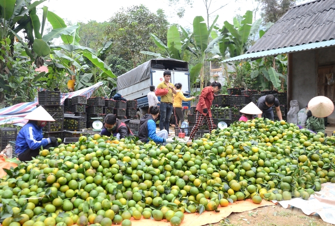 Hiện giá cam sành ở huyện Hàm Yên đạt 10.000 đồng/kg, cao hơn 3.000 đồng/kg so với vụ năm ngoái. Ảnh: Đào Thanh.