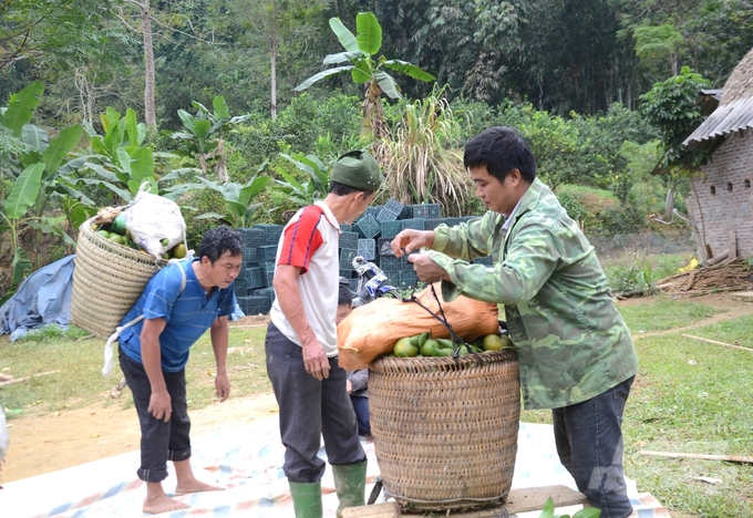 Cam được giá hứa hẹn một mùa vụ thắng lợi cho người dân ở Hàm Yên. Ảnh: Đào Thanh.