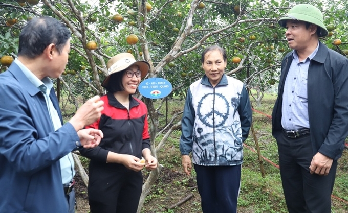 Các mô hình trồng cam tại Sơn Trường, Hương Sơn, Hà Tĩnh được nhận hỗ trợ phân bón vi sinh của Tập đoàn Quế Lâm. 