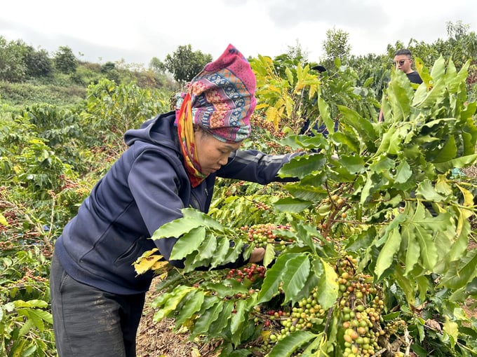 Farmers harvesting coffee. Photo: Son Trang.