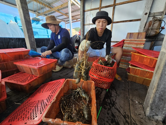 Năm vừa qua, hầu hết người nuôi tôm hùm xanh ở xã đảo Cam Bình có lãi. Ảnh: KS.