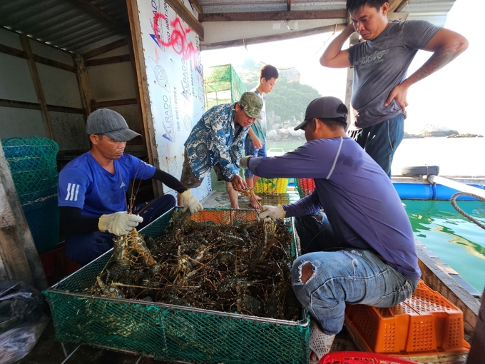 Nhiều người nuôi tôm hùm xanh thu tiền tỷ, nhờ nuôi tôm thuận lợi bán được giá. Ảnh: KS.