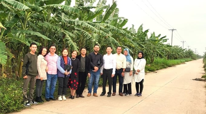 Dẫn khách hoàng thân Dubai xuống thăm vùng trồng chuối ở xã Khai Thái, huyện Phú Xuyên, TP Hà Nội. Ảnh: Nhân vật cung cấp.