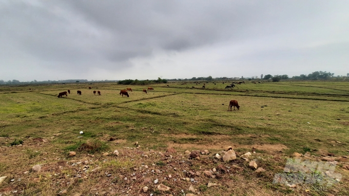 Vào vụ đông xuân, nhiều cánh đồng rộng lớn tại TP Móng Cái (tỉnh Quảng Ninh) bị bỏ hoang, trở thành bãi chăn thả trâu, bò...
