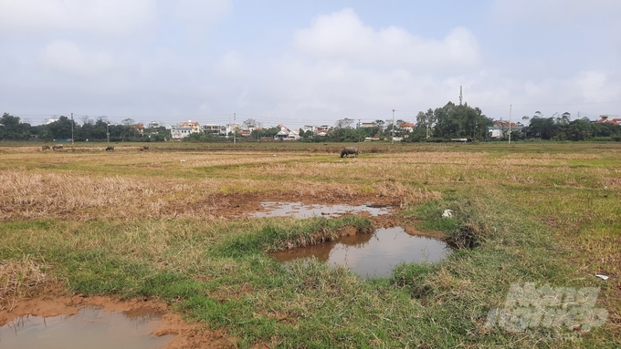 Trước tình trạng bỏ hoang ruộng trong vụ đông xuân ngày càng có xu hướng phổ biến, TP Móng Cái đã yêu cầu Phòng Kinh tế, Trung tâm Dịch vụ Kỹ thuật nông nghiệp phối hợp chặt chẽ với các xã, phường để chỉ đạo thời vụ, xác định cơ cấu giống cây trồng thích hợp với điều kiện nhằm thống nhất trong chỉ đạo sản xuất từ khâu lập kế hoạch trồng cũng như tiêu thụ, tháo gỡ khó khăn cho người dân trong sản xuất. 