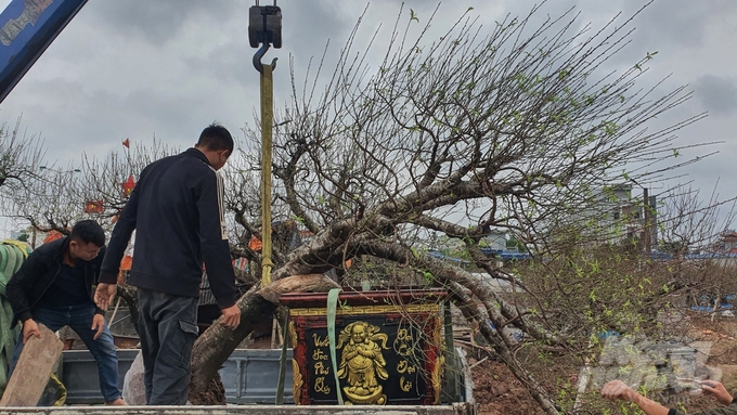 Dù còn 3 tuần nữa mới đến Tết nhưng rất nhiều khách đã tìm đến vườn để đặt cây chơi Tết.