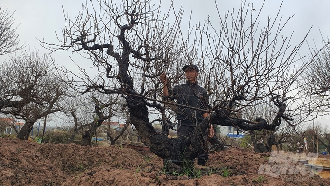 Anh Trần Xuân Điệp, chủ nhân vườn đào đẹp nhất đất Thành Nam.