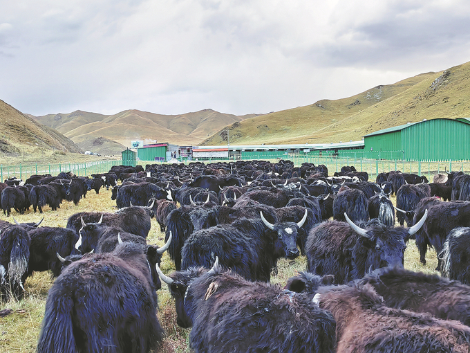 Bò Tây Tạng là nguồn thu nhập chính của những người chăn nuôi gia súc ở huyện Lục Khúc. Ảnh: China Daily.