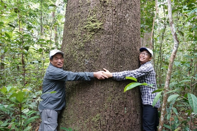 Thời gian qua, Công ty TNHH MTV Lâm nghiệp Bình Thuận nỗ lực trong việc quản lý, bảo vệ rừng. Ảnh: KS.