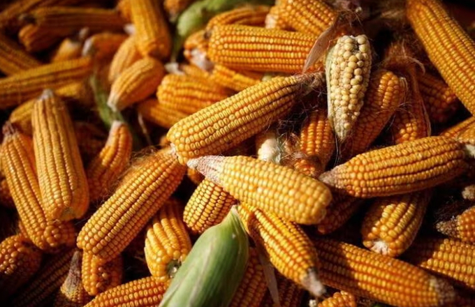 Corn is piled in the back of a vehicle in a field on the outskirts of Jiayuguan, Gansu province, China September 28, 2020.