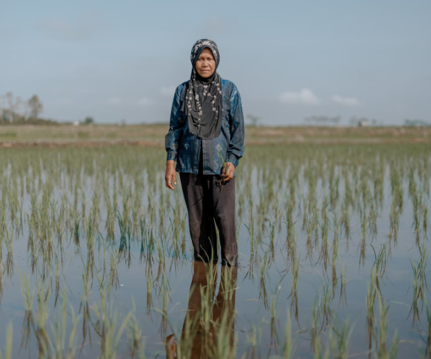 A villager named Solehah tends to rice crops in Bentuk Jaya. The government's efforts to grow rice on peatlands have been mixed, say local authorities. 