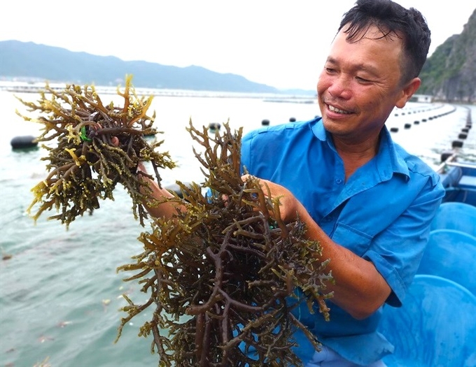 Ở Việt Nam, hiện có hơn 887 loài rong tự nhiên, thuộc 3 nhóm chính (rong sụn, rong câu, rong nho). Ảnh: TL.