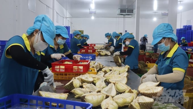Sầu riêng là một trong những mặt hàng tiềm năng xuất khẩu của Việt Nam. Ảnh: Trần Trung.