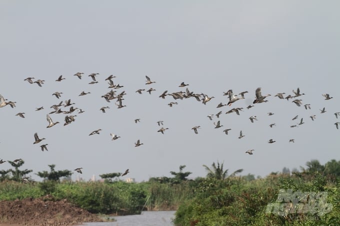 Những đàn chim di trú tìm về VQG Xuân Thủy theo mùa - đích ngắm của dân bẫy bắt chim trời.