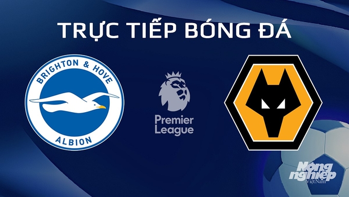 Trực tiếp bóng đá Ngoại hạng Anh giữa Brighton vs Wolves hôm nay 23/1/2024