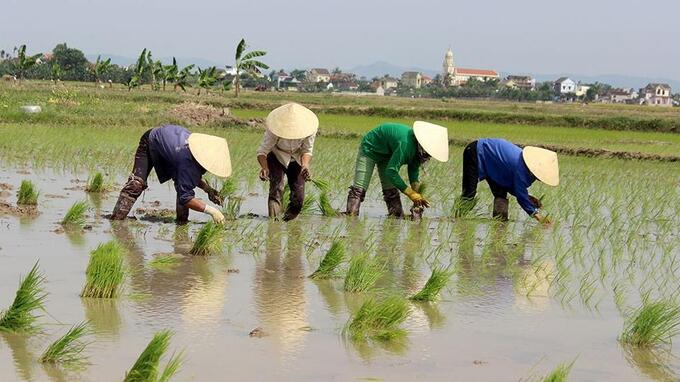 Nhiều địa phương diện tích có nước phục vụ gieo cấy đã đạt tỷ lệ cao. Ảnh: TL.