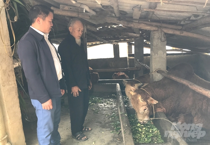 Người dân huyện Đồng Văn, tỉnh Hà Giang chủ động các phương án phòng chống đói rét cho đàn gia súc khi thời tiết cực đoạn. Ảnh: Đào Thanh.