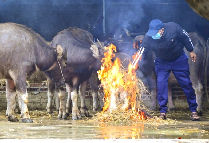 Tuyệt đối không chăn thả gia súc, gia cầm khi trời mưa hoặc nhiệt độ môi trường dưới 10 độ C. Ảnh: TL.