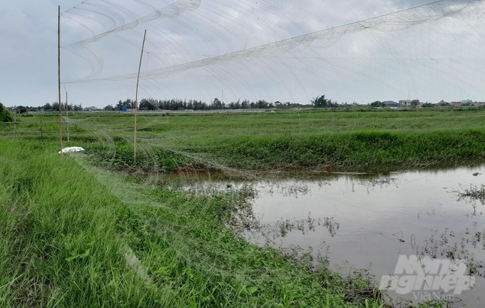 Những chiếc lưới mờ giăng mắc trên cánh đồng để bẫy chim trời...