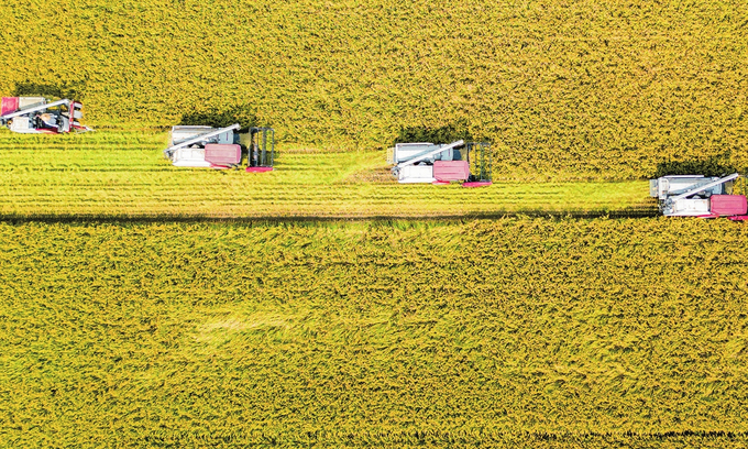 As seen from above, local farmers harvest rice at a farm in Hai'an, East China's Jiangsu Province on October 24, 2023. Photo: cns
