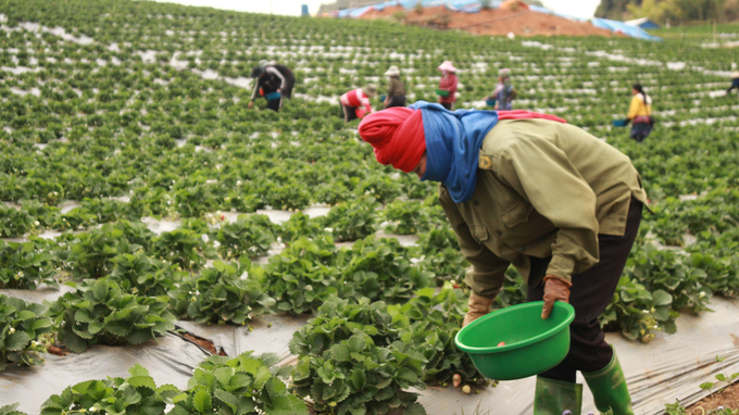 Người trồng dâu tây tại Sơn La đang ngày càng gặp nhiều khó khăn trong tiêu thụ sản phẩm. Ảnh: Minh Toàn.