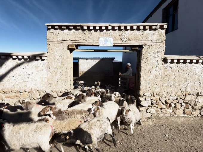 Ảnh chụp một hợp tác xã chăn nuôi cừu ở huyện Kamba, khu tự trị Tây Tạng, phía Tây Nam Trung Quốc, hồi tháng 12/2023. Ảnh: Tân Hoa Xã.