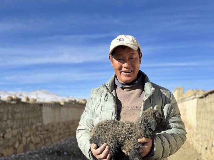 Một nhân viên của hợp tác xã bế một con cừu Kamba mới sinh ở huyện Kamba, khu tự trị Tây Tạng, Trung Quốc, hồi tháng 12/2023. Ảnh: Tân Hoa Xã.