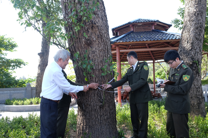 Hội Bảo vệ thiên nhiên và Môi trường Việt Nam hướng dẫn việc đo đạc, xác định các tiêu chí chọn cây để các đơn vị nắm được và thực hiện. Ảnh: Nguyễn Thành.