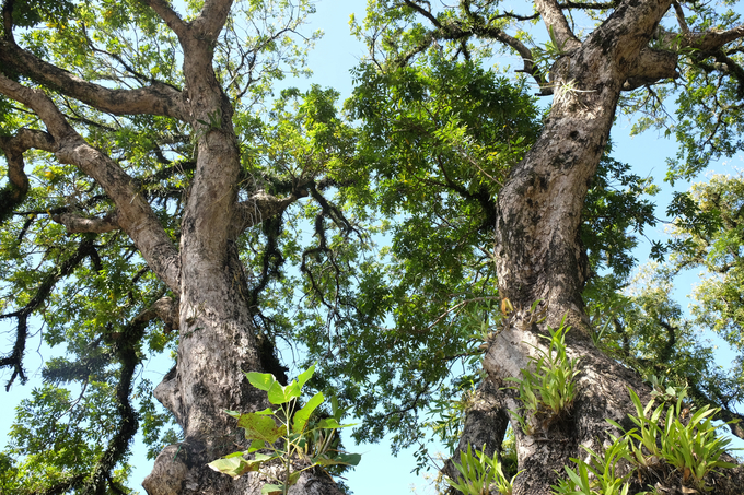 Cây di sản là những cây thân gỗ, đa phần là cây cổ thụ, có từ lâu đời và có giá trị lớn về văn hóa, giáo dục, lịch sử, xã hội, sinh thái, du lịch... Ảnh: Nguyễn Thành.