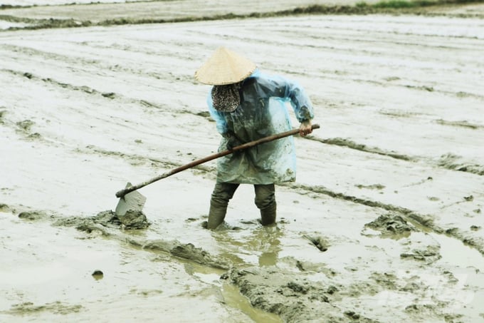 Một số nông dân khác trùm áo mưa để chống rét.
