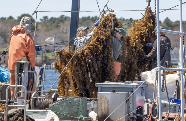 After a decade of uncertainty, the model adopted by Atlantic Sea Farms has been broadly accepted by the coastal fishing community in Maine. 