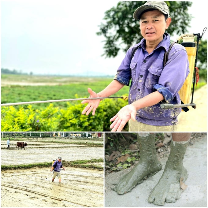 Đã quen 'dãi nắng dầm mưa', anh Nguyễn Văn Anh, xóm Hồ Sơn bất chấp rét đậm vẫn đi chân trần, đeo bình phun thuốc trừ cỏ cho ruộng.